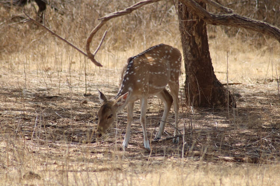 Wildlife & Beach of Gujarat – 4 Nights / 5 Days